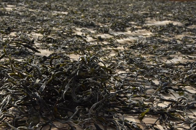 普洱茶加工的干燥方式主要是什么