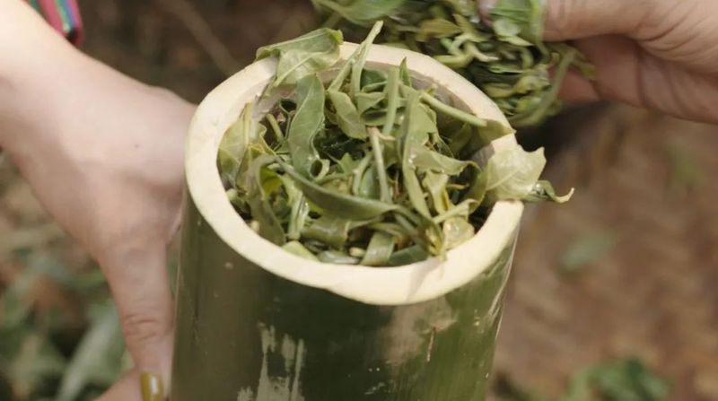 千年种茶人——云南特有民族：布朗族
