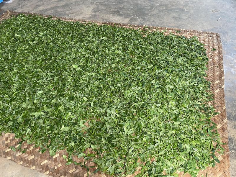 哪个山头茶好喝，十个普洱茶典型山头