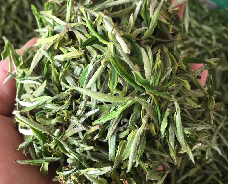 白茶制作工艺步骤