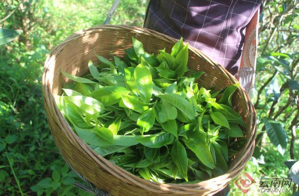 云南永德县：忙肺茶鼓起群众“钱袋子”