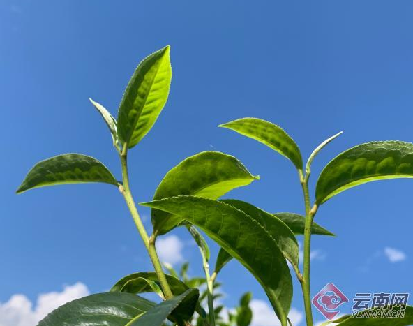 云南永德县：忙肺茶鼓起群众“钱袋子”