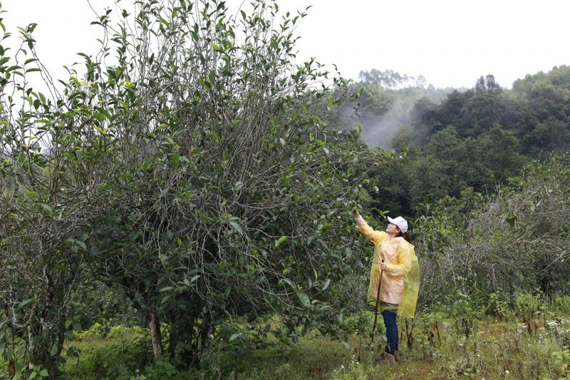 小堆发酵、大堆发酵、茶叶进化论熟茶技术的区别是什么
