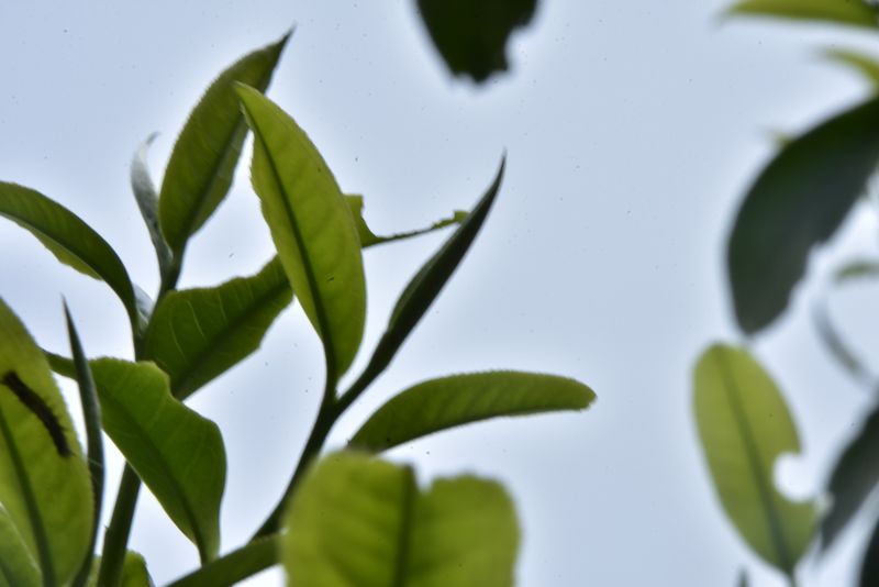 春茶、夏茶、秋茶的区别