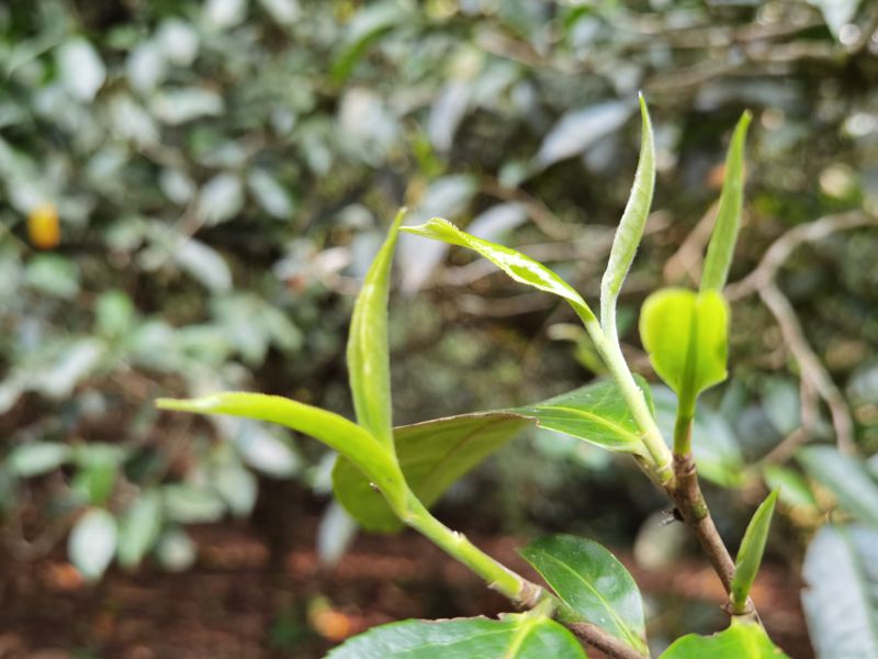 春茶、夏茶、秋茶的区别