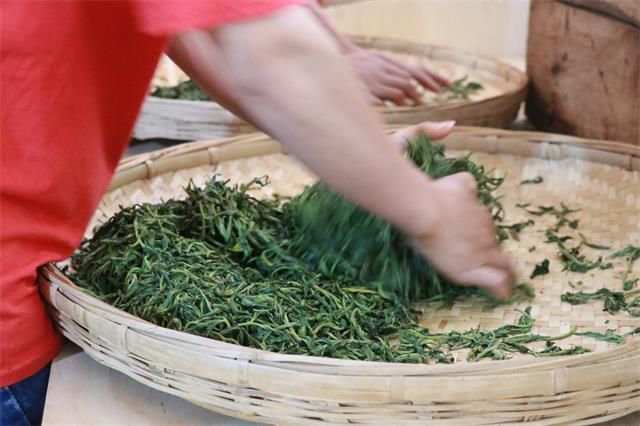 决定普洱茶品质好坏的关键是什么？