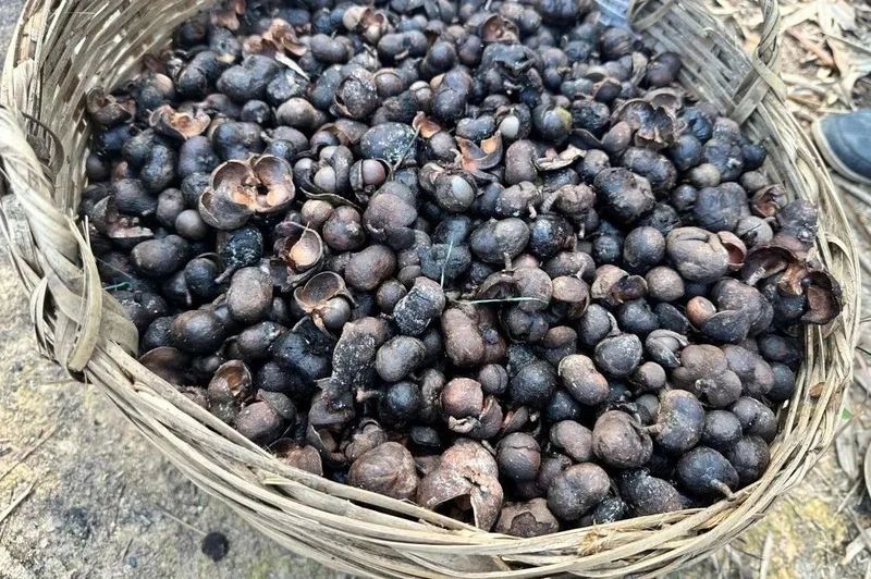 茶园管理：茶籽采收与播种